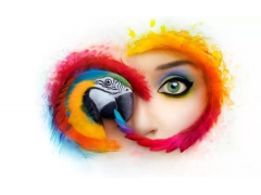 Adobe 2019 大师版 （Adobe 全家桶）